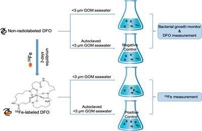 Incorporation of Hydroxamate Siderophore and Associated Fe Into Marine Particles in Natural Seawater